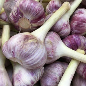 Ail nouveau (la tête)